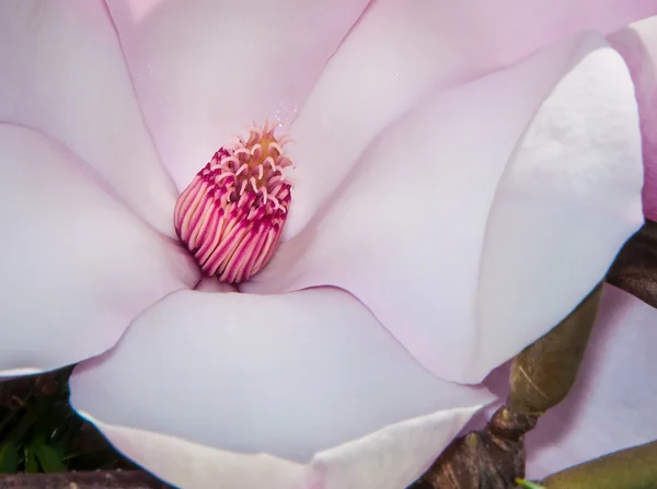 Magnolia Blossom Tree — Stock Photo, Image