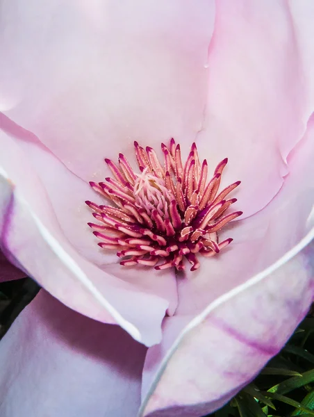 Magnolia Blossom Tree — Stock Photo, Image