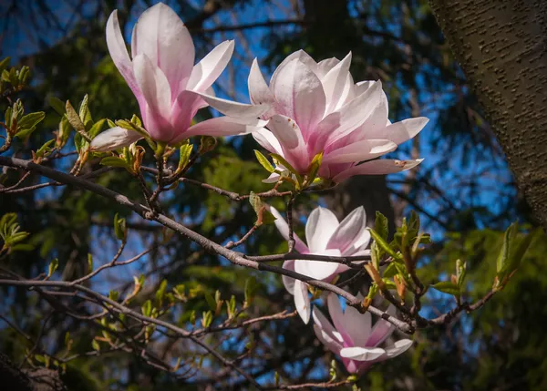 Magnólia Flor Árvore — Fotografia de Stock