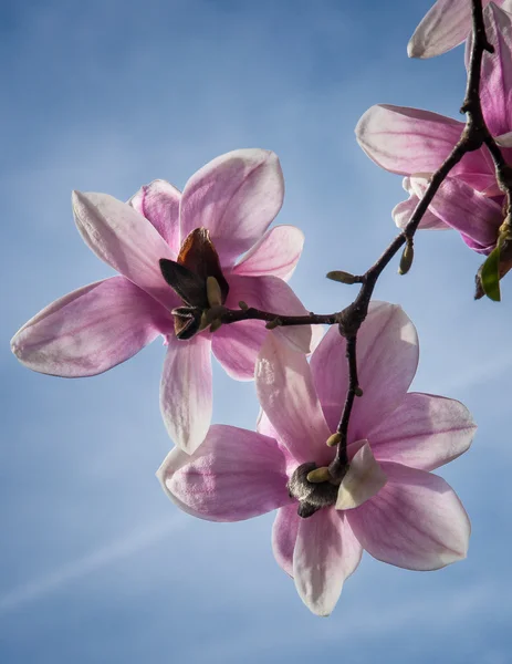 Magnólia Flor Árvore — Fotografia de Stock