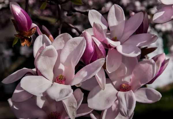 Магнолія Blossom дерев — стокове фото