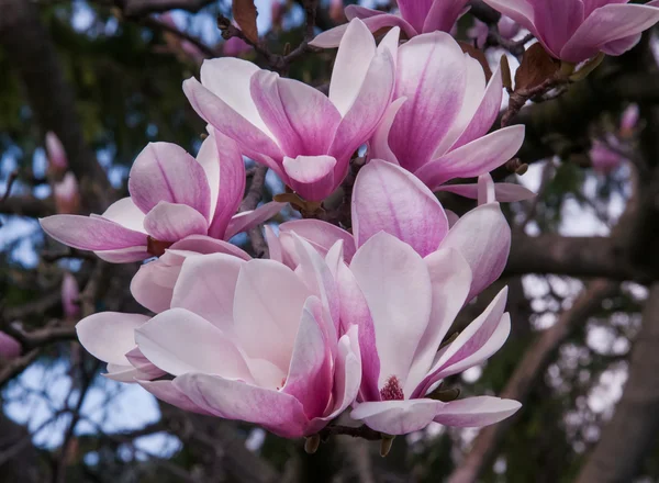 Magnoliaboom bloesem — Stockfoto