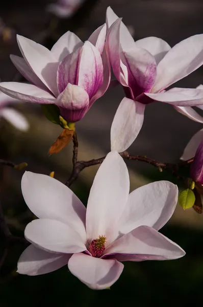 Magnoliaboom bloesem — Stockfoto