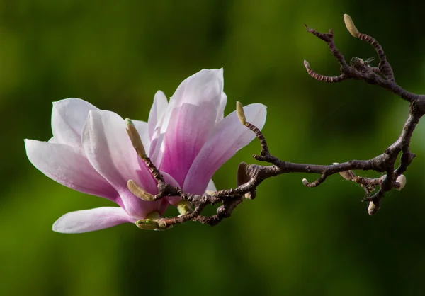 Άνθος δέντρο magnolia — Φωτογραφία Αρχείου