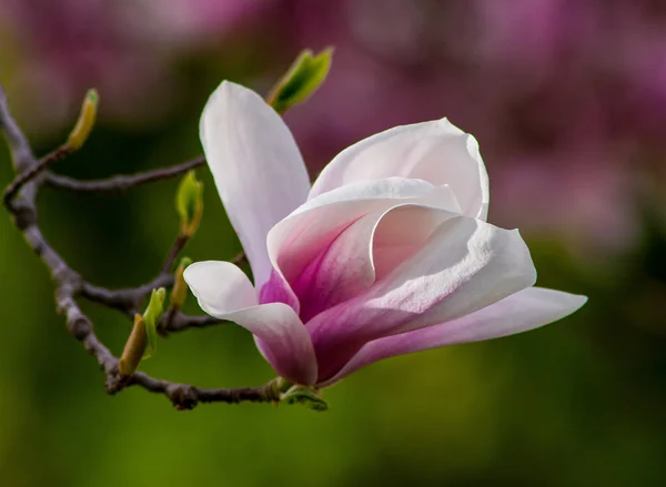 Магнолія Blossom дерев — стокове фото