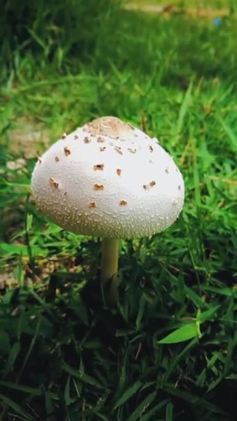 White Mushroom Grows Naturally Green Haystack — Stock Video