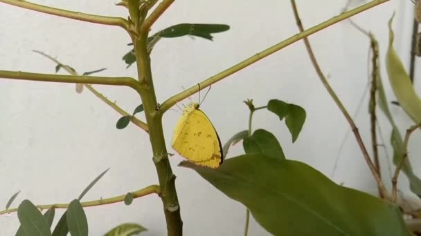 Mariposa Amarilla Que Acababa Salir Pupa Caminaba Sobre Una Rama — Vídeo de stock