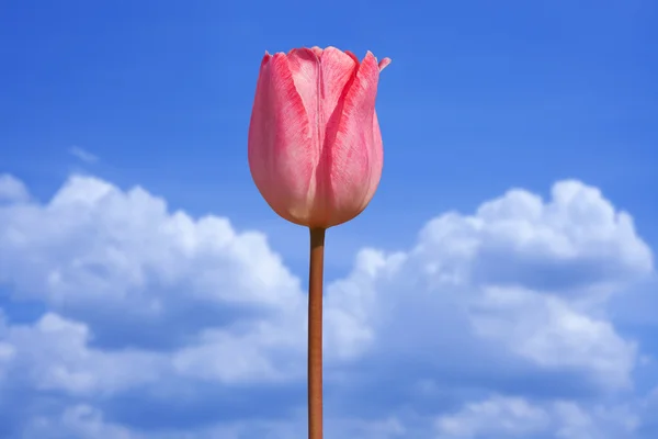 Tulipa no céu azul — Fotografia de Stock