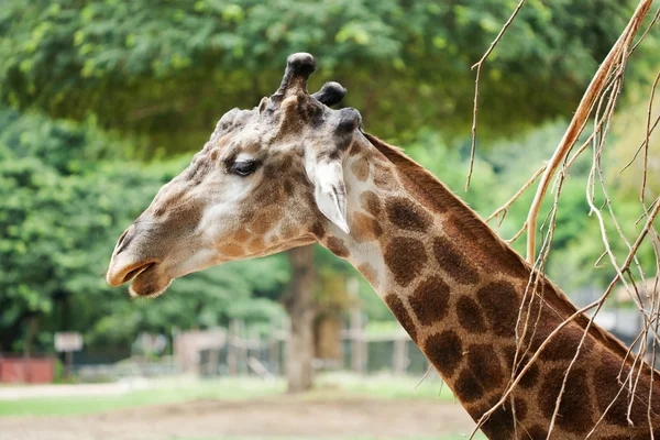 Testa di giraffa — Foto Stock