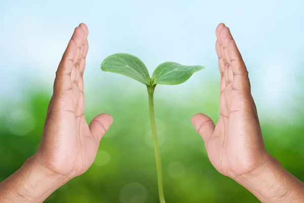 Két kézzel gazdaság fiatal növény — Stock Fotó