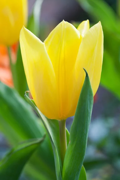 Gele tulp — Stockfoto