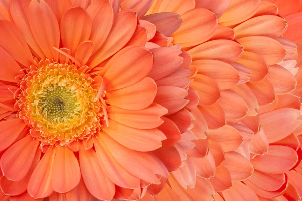 Bellissimi fiori di gerbera margherita — Foto Stock