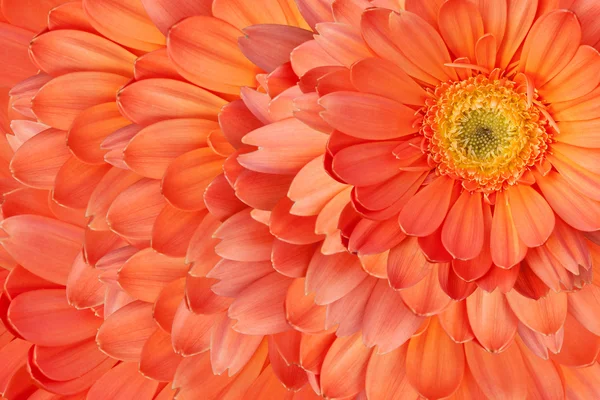 Bellissimi fiori di gerbera margherita — Foto Stock