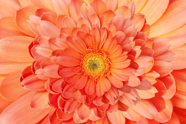 Bellissimi fiori di gerbera margherita — Foto Stock