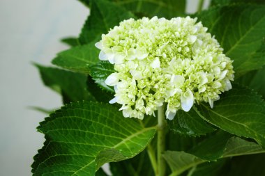 güzel HORTENSIA çiçek