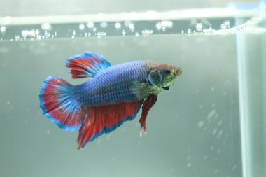 Siyam dövüşçü balığı, Beta balığı