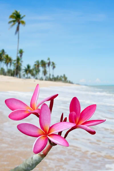 Plumeria flores en la playa —  Fotos de Stock