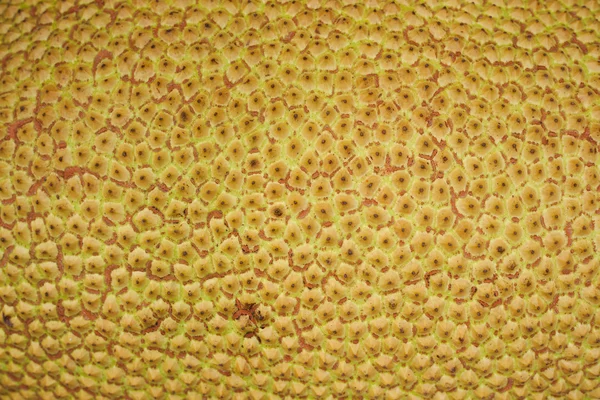 Jack fruit Texture — Stock Photo, Image