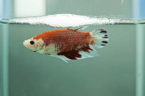 Pesce siamese da combattimento, Betta fish — Foto Stock