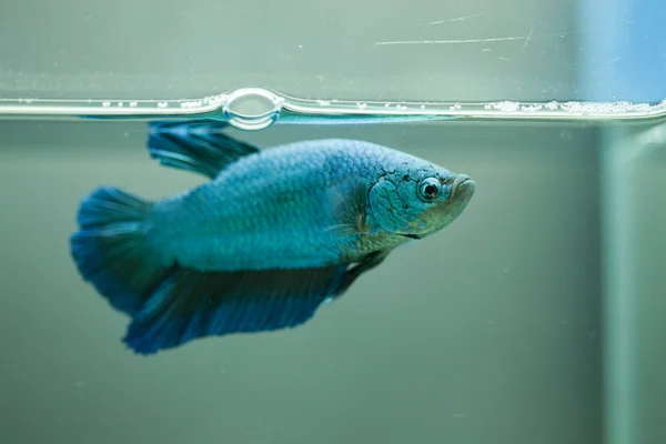 Siamesischer Kampffisch, Betta-Fisch — Stockfoto