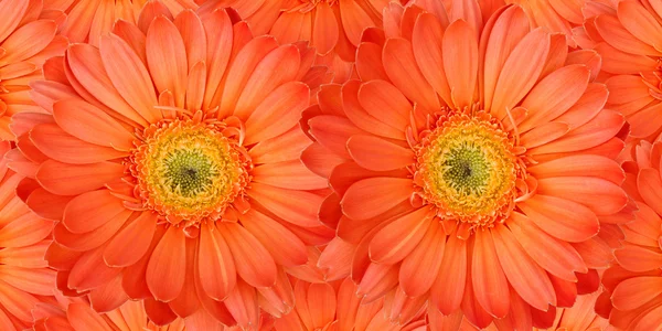 Hermosas flores de gerberas —  Fotos de Stock