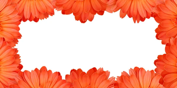 Gerbera bloem een frame maken — Stockfoto