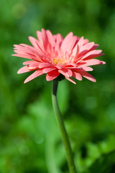 Fiore gerbero — Foto Stock