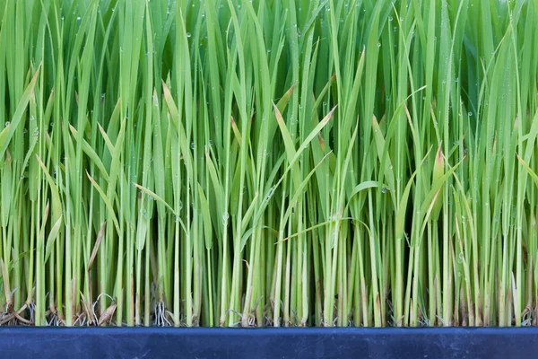 Young green paddy plant suitable background — Stock Photo, Image