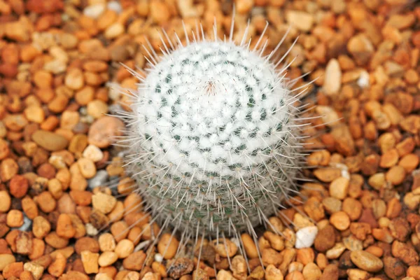 Cactus pequeño — Foto de Stock