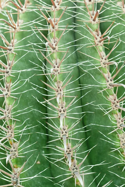 Cactus primer plano — Foto de Stock