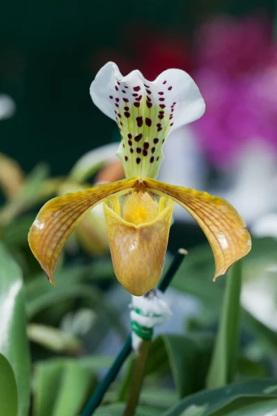 Primer plano de orquídeas —  Fotos de Stock