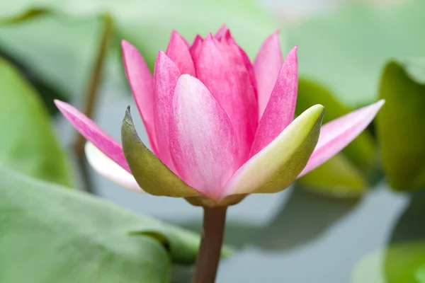 Water lily with lotus leaf on pond — Stock Photo, Image