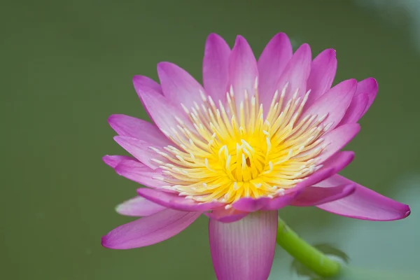 Schöne lila Seerose — Stockfoto