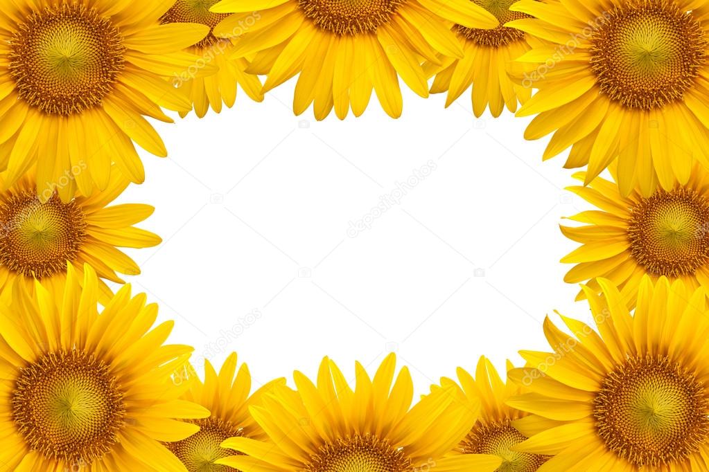 Sunflower background — Stock Photo © foto76 12176499