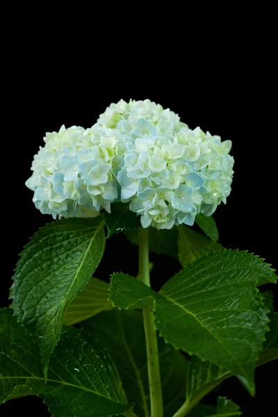 Beautiful hortensia flower — Stock Photo, Image