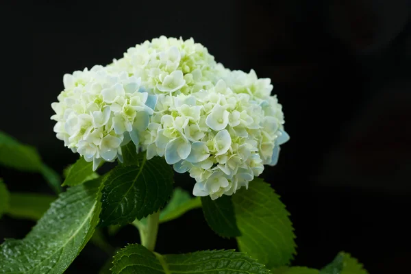 Beautiful hortensia flower — Stock Photo, Image