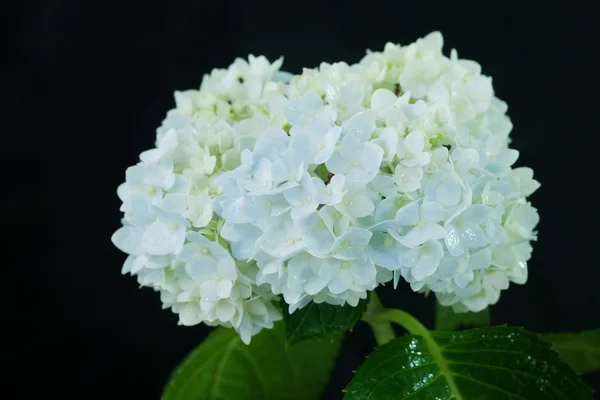 Beautiful hortensia flower — Stock Photo, Image