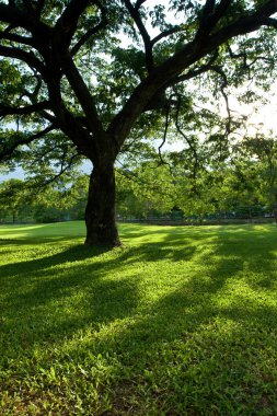 yeşil park