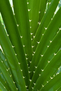 groene bladeren met doornen