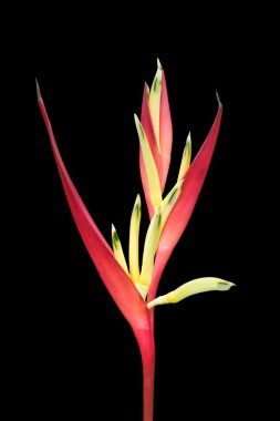 tropikal heliconia
