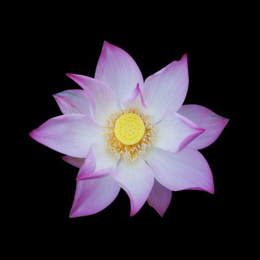 pembe lotus