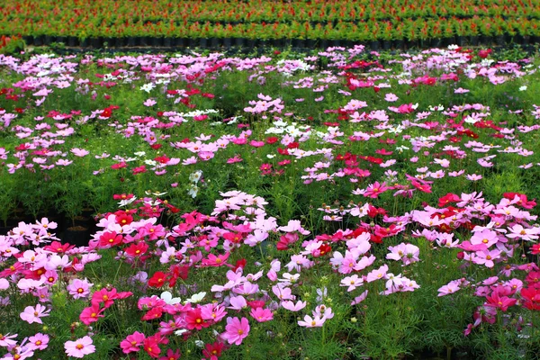 화려한 코스모스 꽃 — 스톡 사진
