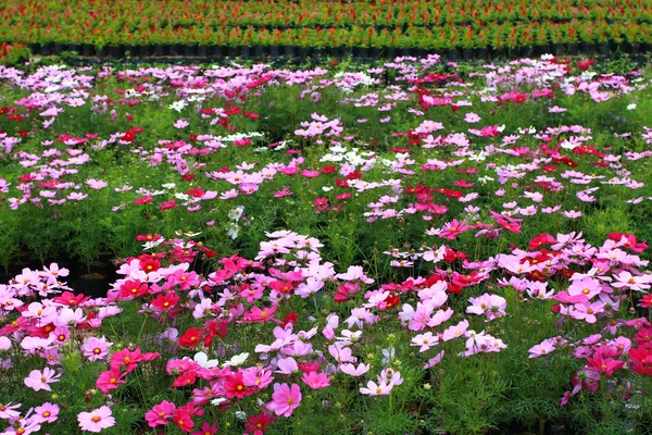 Flor colorida del cosmos — Foto de Stock