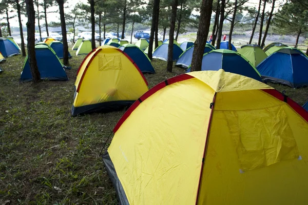 En grupp av tält i tallskogen — Stockfoto