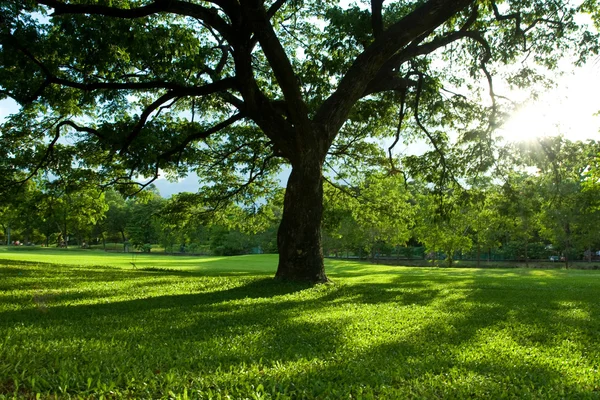 Parco verde — Foto Stock