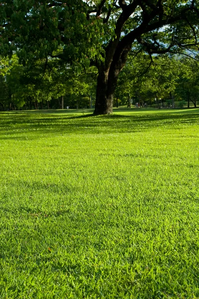 Grön park — Stockfoto