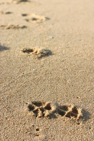 Empreintes de chien sur le sable — Photo