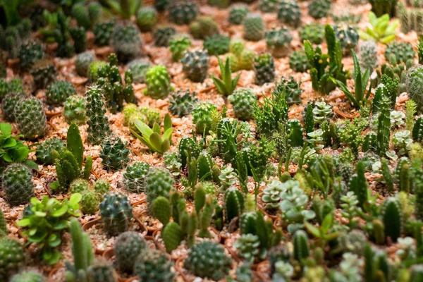 Kleine decoratieve cactussen in potten — Stockfoto