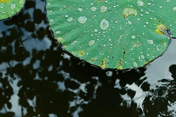 Water on a Lotus Leaf — Stock Photo, Image