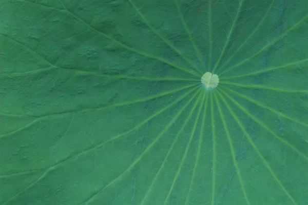 Lotus groene blad achtergrond — Stockfoto
